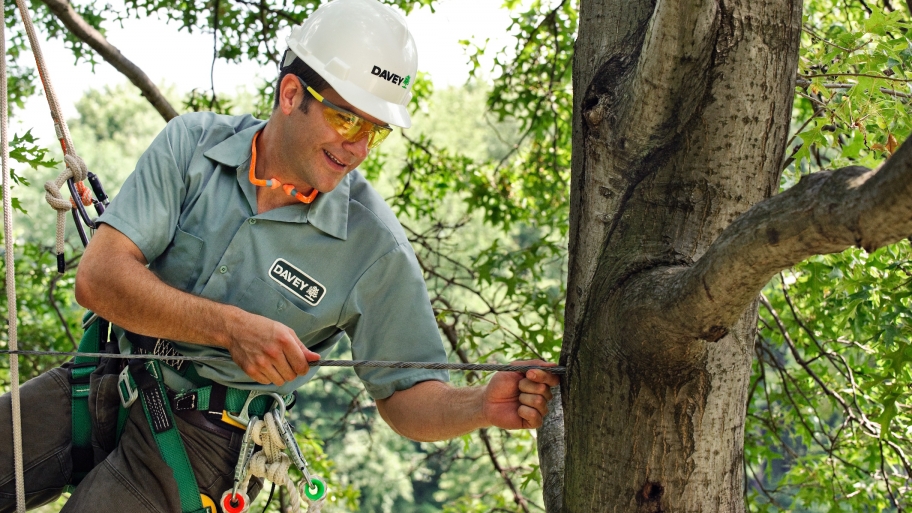 man installing cable in tree